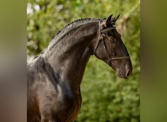 Lusitanien, Étalon, 4 Ans, 163 cm, Noir