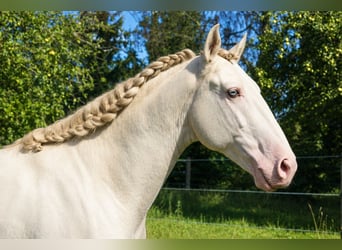 Lusitanien, Étalon, 4 Ans, 163 cm, Perlino