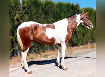 Lusitanien Croisé, Étalon, 4 Ans, 163 cm, Pinto