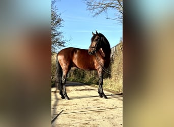 Lusitanien, Étalon, 4 Ans, 164 cm, Bai