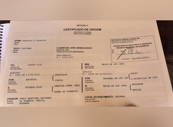 Lusitanien, Étalon, 4 Ans, 164 cm, Isabelle