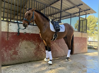 Lusitanien, Étalon, 4 Ans, 164 cm, Isabelle