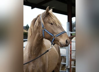 Lusitanien, Étalon, 4 Ans, 164 cm, Perle