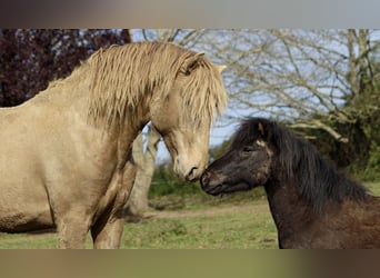 Lusitanien, Étalon, 4 Ans, 164 cm, Perle