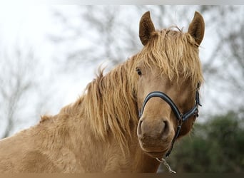 Lusitanien, Étalon, 4 Ans, 164 cm, Perle