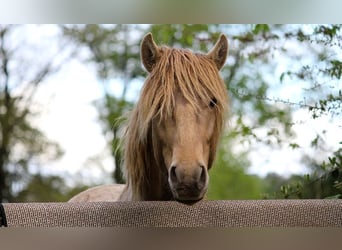 Lusitanien, Étalon, 4 Ans, 164 cm, Perle