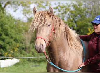 Lusitanien, Étalon, 4 Ans, 164 cm, Perle