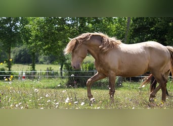 Lusitanien, Étalon, 4 Ans, 164 cm, Perle