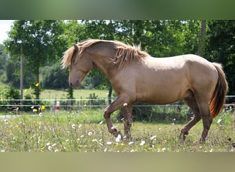 Lusitanien, Étalon, 4 Ans, 164 cm, Perle