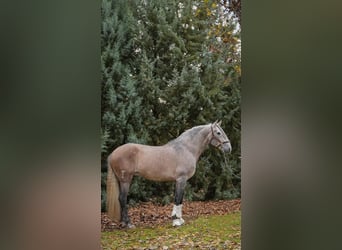 Lusitanien, Étalon, 4 Ans, 165 cm