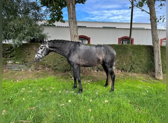 Lusitanien, Étalon, 4 Ans, 165 cm, Gris