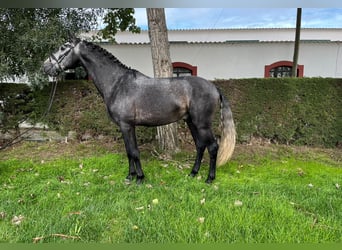 Lusitanien, Étalon, 4 Ans, 165 cm, Gris