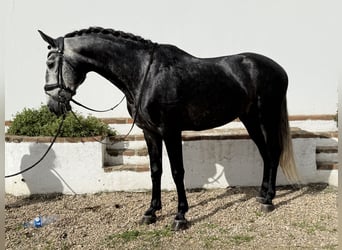 Lusitanien, Étalon, 4 Ans, 165 cm, Gris