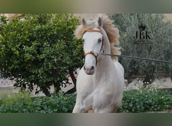 Lusitanien, Étalon, 4 Ans, 165 cm, Perlino