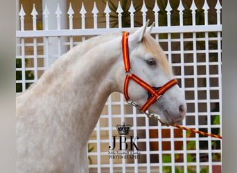 Lusitanien, Étalon, 4 Ans, 165 cm, Perlino