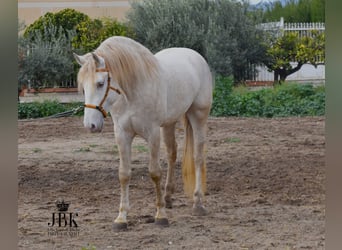 Lusitanien, Étalon, 4 Ans, 165 cm, Perlino