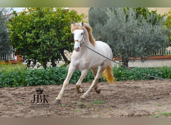 Lusitanien, Étalon, 4 Ans, 165 cm, Perlino