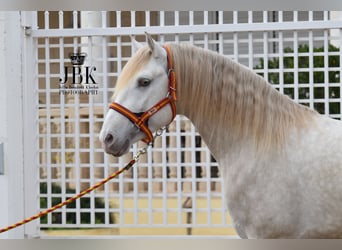 Lusitanien, Étalon, 4 Ans, 165 cm, Perlino