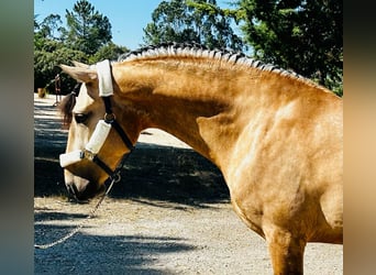 Lusitanien, Étalon, 4 Ans, 166 cm, Bai cerise