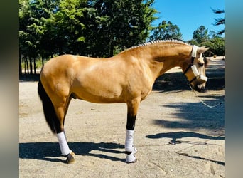 Lusitanien, Étalon, 4 Ans, 166 cm, Bai cerise