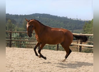 Lusitanien, Étalon, 4 Ans, 166 cm, Bai