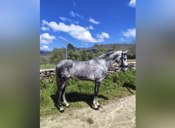 Lusitanien, Étalon, 4 Ans, 166 cm, Gris