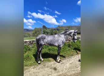 Lusitanien, Étalon, 4 Ans, 166 cm, Gris