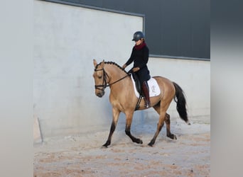 Lusitanien, Étalon, 4 Ans, 166 cm, Isabelle