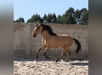 Lusitanien, Étalon, 4 Ans, 166 cm, Isabelle