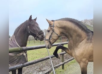Lusitanien, Étalon, 4 Ans, 167 cm, Buckskin