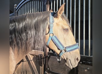 Lusitanien, Étalon, 4 Ans, 167 cm, Buckskin