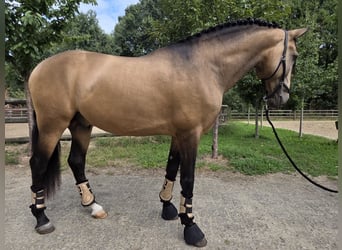 Lusitanien, Étalon, 4 Ans, 167 cm, Buckskin