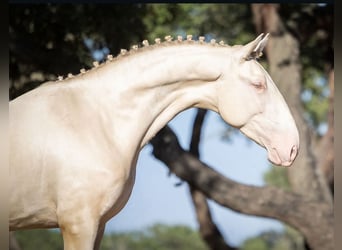 Lusitanien, Étalon, 4 Ans, 170 cm, Cremello