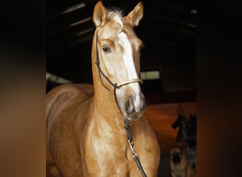 Lusitanien Croisé, Étalon, 4 Ans, 170 cm, Palomino
