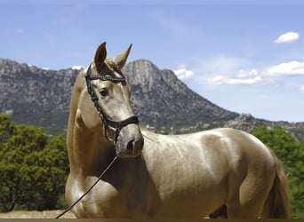 Lusitanien Croisé, Étalon, 4 Ans, 170 cm, Perle