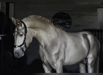 Lusitanien Croisé, Étalon, 4 Ans, 170 cm, Perle