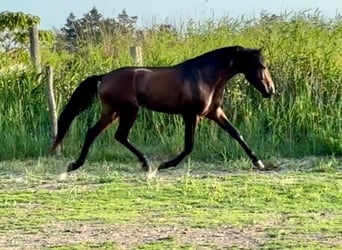 Lusitanien, Étalon, 4 Ans, Bai