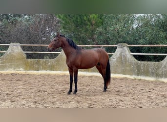 Lusitanien, Étalon, 4 Ans, Bai