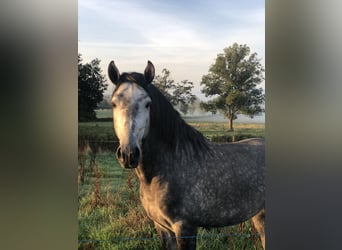 Lusitanien, Étalon, 4 Ans, Gris
