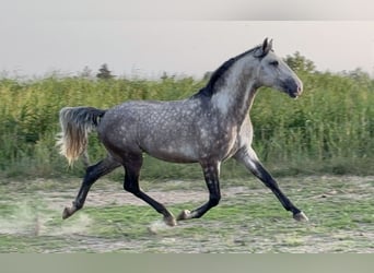 Lusitanien, Étalon, 4 Ans, Gris