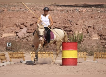 Lusitanien Croisé, Étalon, 5 Ans, 155 cm, Cremello