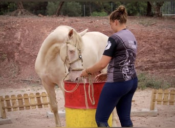 Lusitanien Croisé, Étalon, 5 Ans, 155 cm, Cremello