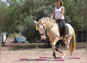 Lusitanien Croisé, Étalon, 5 Ans, 155 cm, Cremello