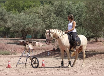 Lusitanien Croisé, Étalon, 5 Ans, 155 cm, Cremello