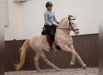 Lusitanien, Étalon, 5 Ans, 155 cm, Cremello