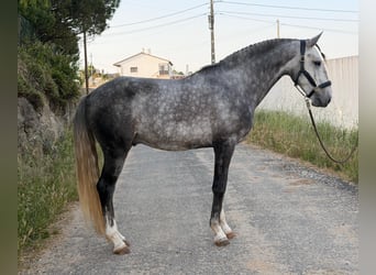 Lusitanien, Étalon, 5 Ans, 155 cm, Gris