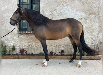 Lusitanien, Étalon, 5 Ans, 158 cm, Buckskin