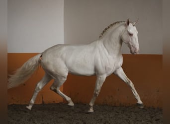 Lusitanien, Étalon, 5 Ans, 158 cm, Perlino