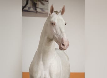 Lusitanien, Étalon, 5 Ans, 158 cm, Perlino