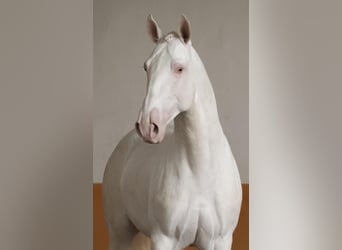 Lusitanien, Étalon, 5 Ans, 158 cm, Perlino